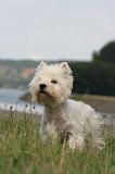 WESTIE 412